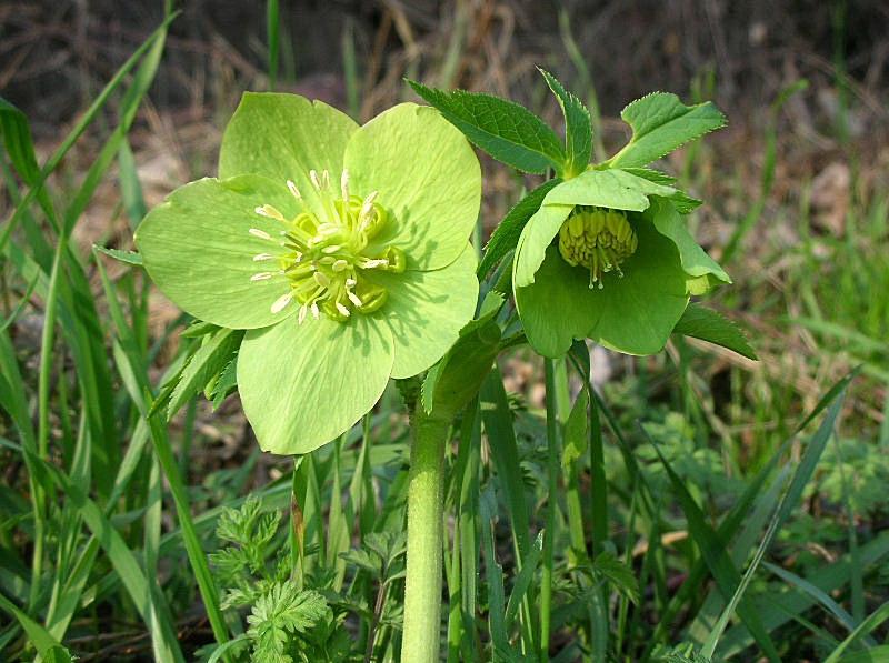 Helleborus viridis / Elleboro verde